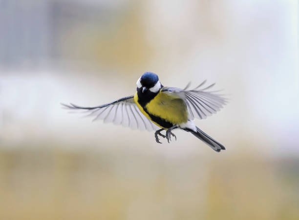 Funny Little Bird The Titmouse Flies Against The Bright Sunny Sky Widely Waving Wings And Feathers Stock Photo - Download Image Now - iStock Funny Little Bird The Titmouse Flies Against The Bright Sunny Sky Widely Waving Wings And Feathers Stock Photo - Download Image Now - iStock