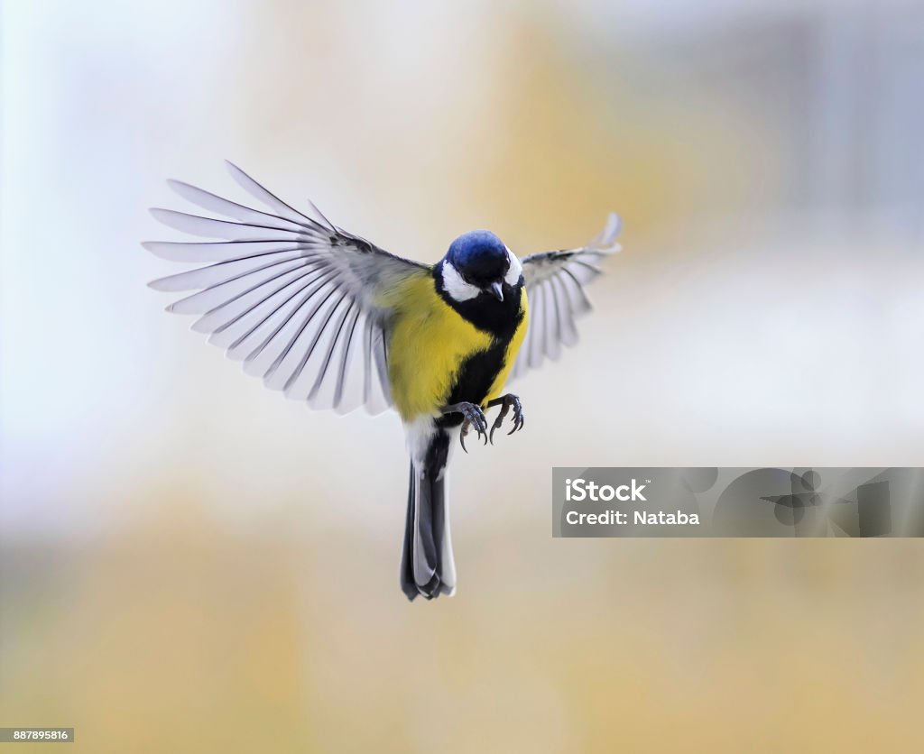 Funny Little Bird The Titmouse Flies Against The Bright Sunny Sky Widely Waving Wings And Feathers Stock Photo - Download Image Now - iStock Funny Little Bird The Titmouse Flies Against The Bright Sunny Sky Widely Waving Wings And Feathers Stock Photo - Download Image Now - iStock