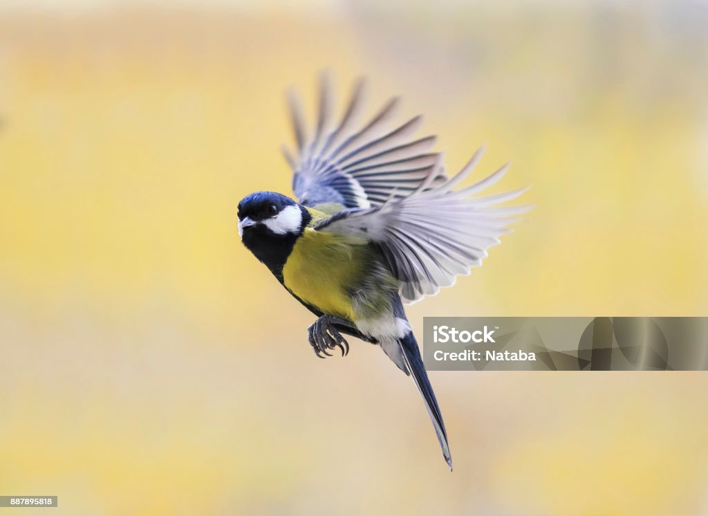 Funny Little Bird The Titmouse Flies Against The Bright Sunny Sky Widely  Waving Wings And Feathers Stock Photo - Download Image Now - iStock