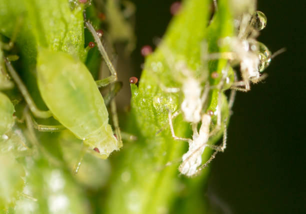 istock small aphid on a green leaf in the open air 887896276