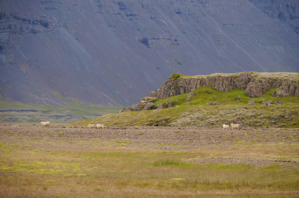 istock Sheeps walking back home in Iceland. 887910010