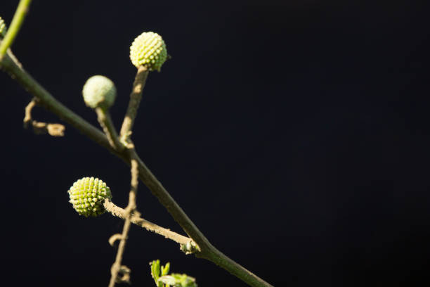 Close up  flower of Mimosa pudica with green leaf background