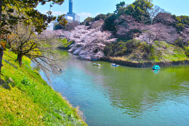 Tokyo, Japan - April 4, 2017: Chidorigafuchi Park in the spring of Tokyo is famous for cherry blossoms. By the time cherry blossoms are in full bloom it will be crowded with many tourists. Several boats float on the moat and see the cherry blossoms.