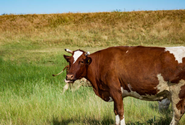 istock Big brown cow on the pasture, beautiful field 887921246