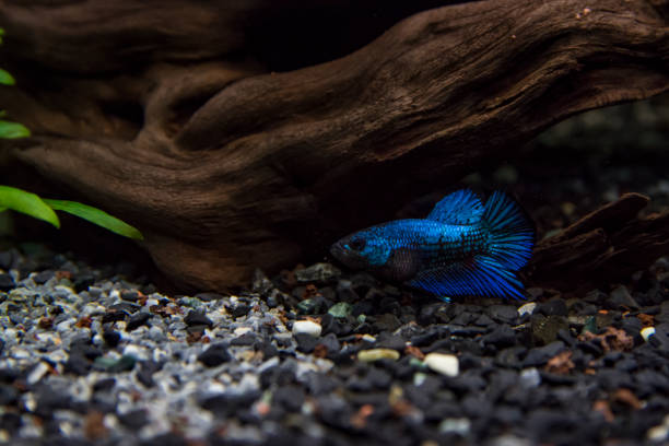 betta splendens (看板ベタ) コミュニティ タンクの下部に食べ物を探してします。短いひれと美しい青い魚 - siamese fighting fish fish tank tropical climate fish ストックフォトと画像