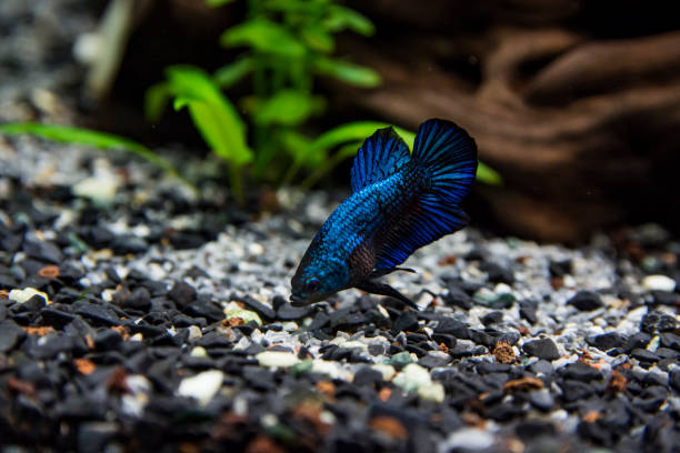 betta splendens (看板ベタ) コミュニティ タンクの下部に食べ物を探してします。短いひれと美しい青い魚 - siamese fighting fish fish tank tropical climate fish ストックフォトと画像