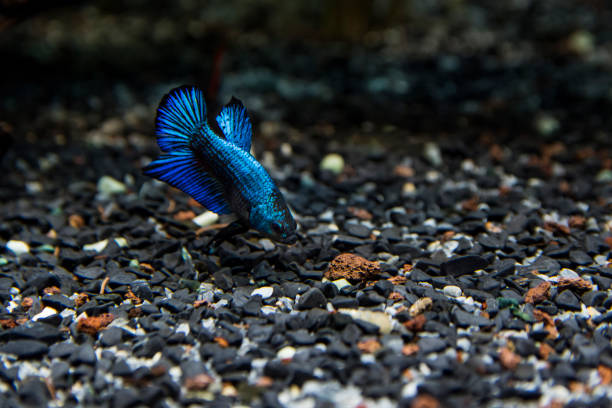 betta splendens (看板ベタ) コミュニティ タンクの下部に食べ物を探してします。短いひれと美しい青い魚 - siamese fighting fish fish tank tropical climate fish ストックフォトと画像