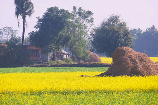 istock Chitwan, Nepal Mustard Farm 887924850