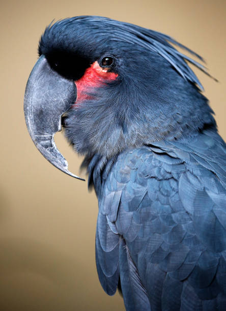 istock Black Parrot seen in bird park 887927800