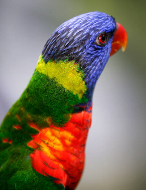 istock Colourful Parrot seen in bird park 887927824
