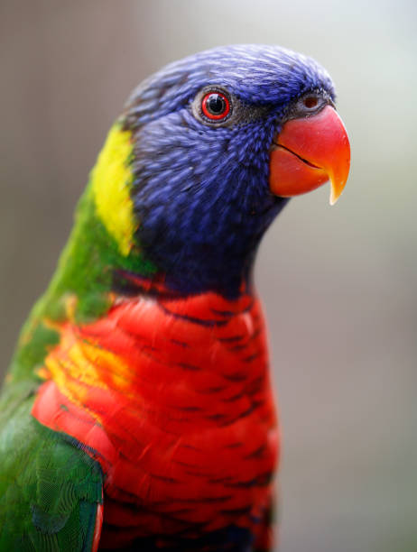 istock Colourful Parrot seen in bird park 887927850