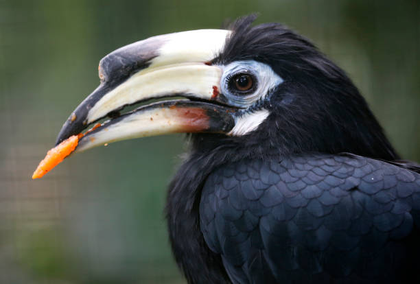 istock Black Horbill seen in bird park 887930016