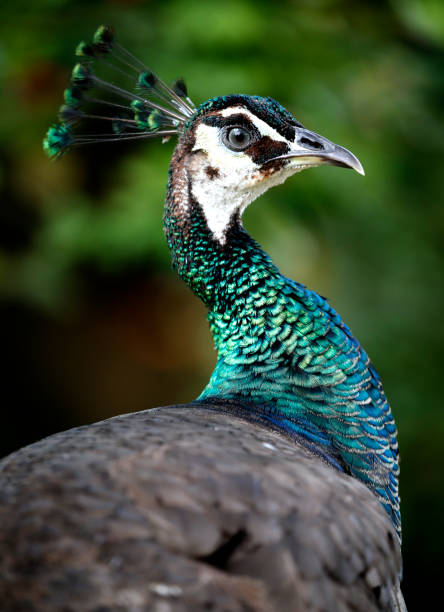 istock Peacock seen in bird park 887930086
