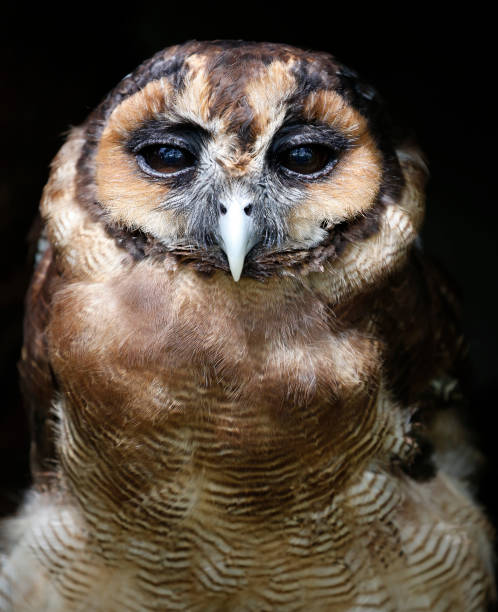 istock Owl Parrot seen in bird park 887930212