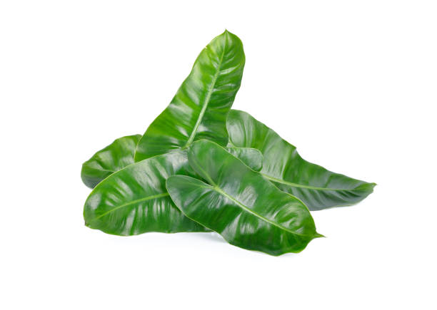 istock fresh Draft Bouquet or Green Shag leaves on white background 887930238