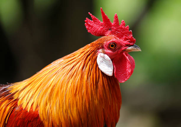 Red Junglefowl seen in bird park in Kuala Lumpur, December 1, 2017. \