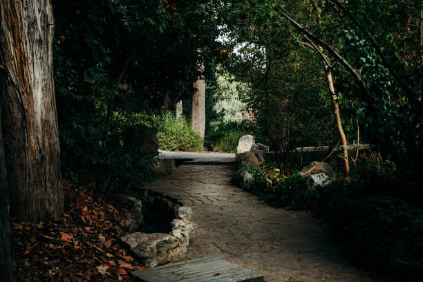 istock Path in the park to the trees. 887930430