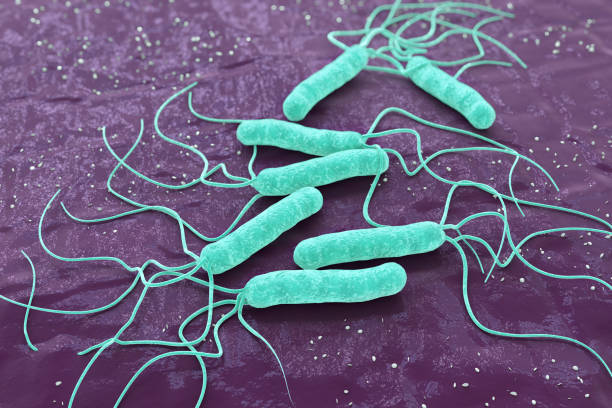 bacteria, helicobacter pylori, render 3d - pylori fotografías e imágenes de stock