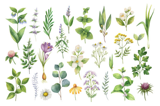 ilustrações, clipart, desenhos animados e ícones de aquarela de mão desenhada vector conjunto de ervas, flores silvestres e especiarias. - flower essence