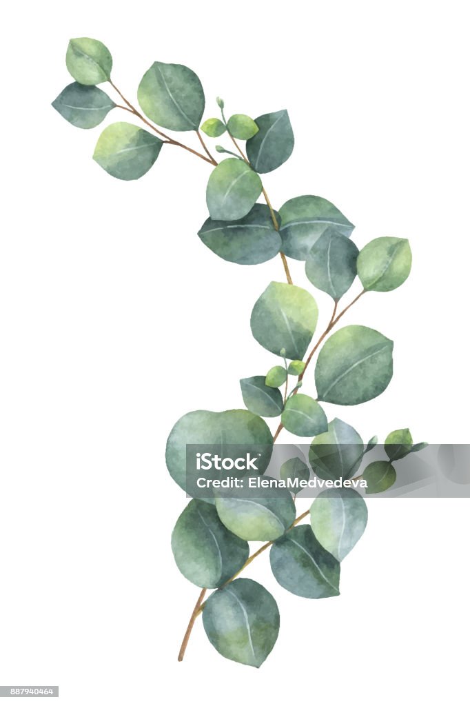 Guirnalda de vector acuarela con eucaliptos verdes hojas y ramas. - arte vectorial de Árbol de eucalipto libre de derechos