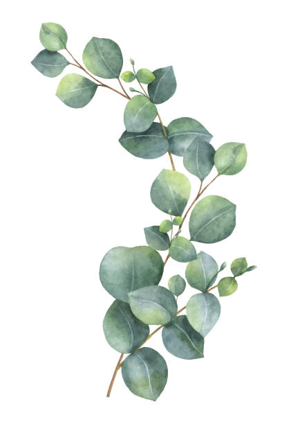 ilustraciones, imágenes clip art, dibujos animados e iconos de stock de guirnalda de vector acuarela con eucaliptos verdes hojas y ramas. - eucalyptus tree