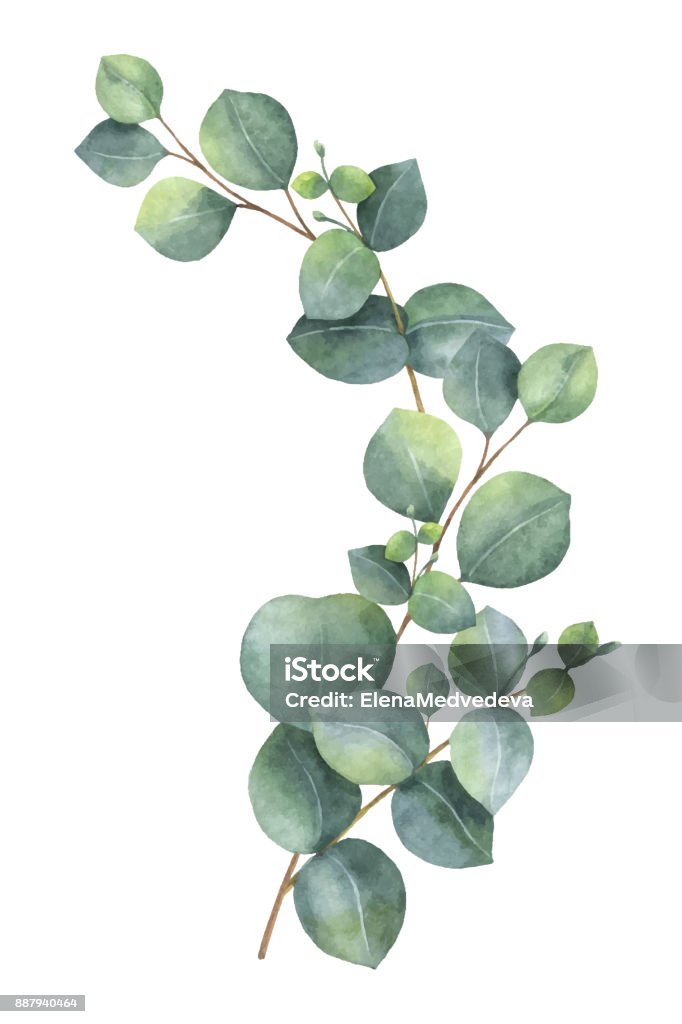 Couronne de vecteur Aquarelle avec vert eucalyptus feuilles et les branches. - clipart vectoriel de Eucalyptus libre de droits