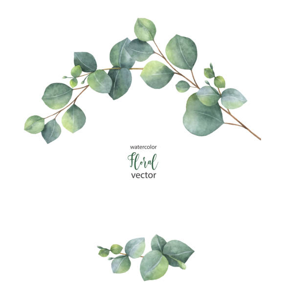 Watercolor vector wreath with green eucalyptus leaves and branches. Watercolor vector wreath with green eucalyptus leaves and branches. Spring or summer flowers for invitation, wedding or greeting cards. eucalyptus tree stock illustrations