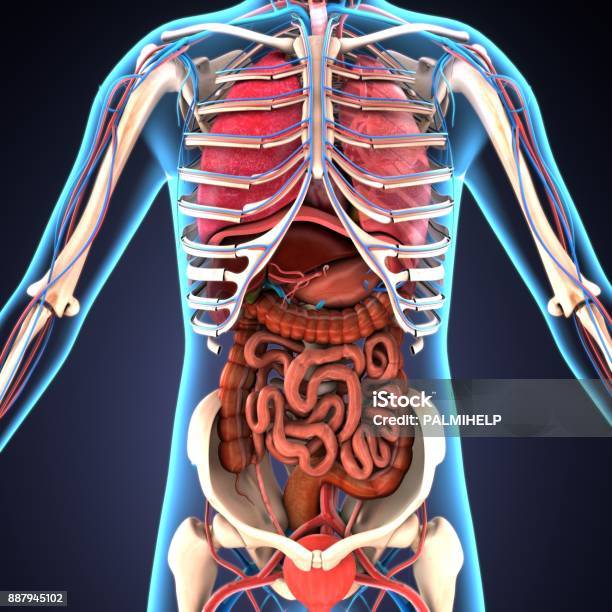 Illustrazione 3d Degli Organi Del Corpo Umano - Fotografie stock e altre immagini di Organo interno dell'uomo - Organo interno dell'uomo, Il corpo umano, Tridimensionale