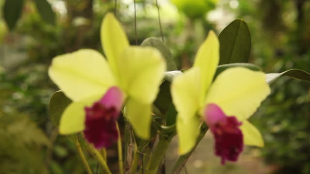 Green and red cattleya in natural light