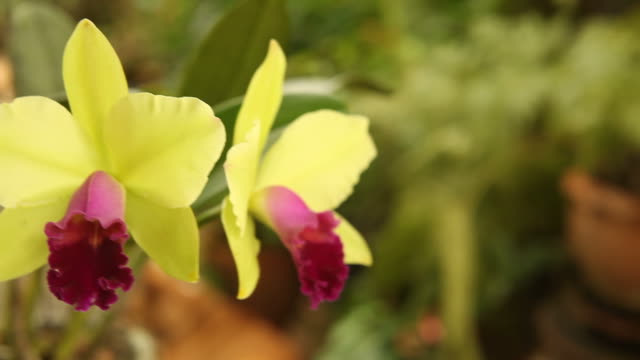 Green and red cattleya in natural light