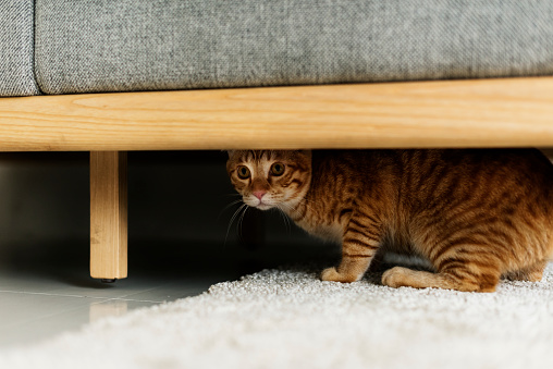 Un gato escondido bajo un sofá photo