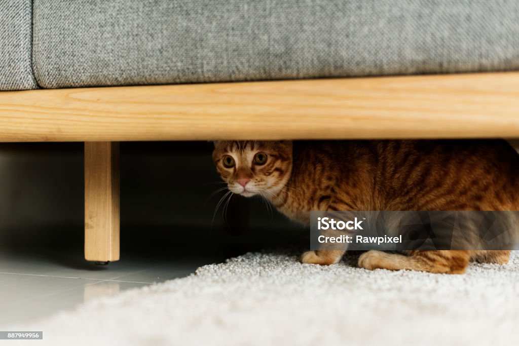 A cat hiding under a couch Domestic Cat Stock Photo