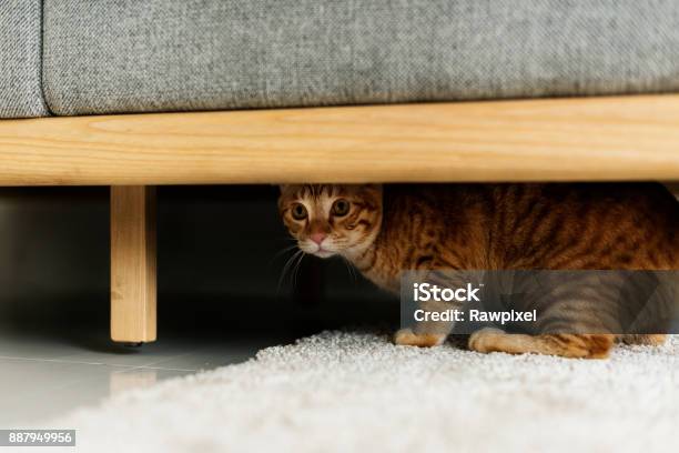 A Cat Hiding Under A Couch Stock Photo - Download Image Now - Domestic Cat, Hiding, Below