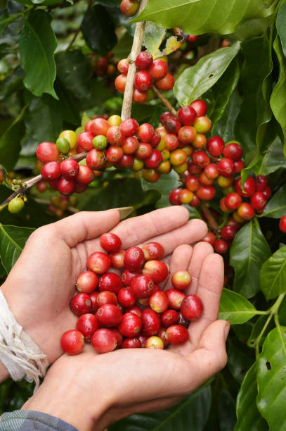 istock Close up of red berries coffee beans 887954656