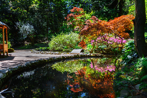 japanese garden with lake in botanical garden Georgia Batumi on bright spring day, bonsai tree reflection