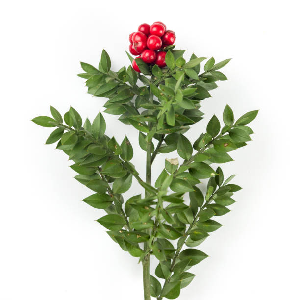 istock Christmas background with Red Berry Kokina Flower. 887977420