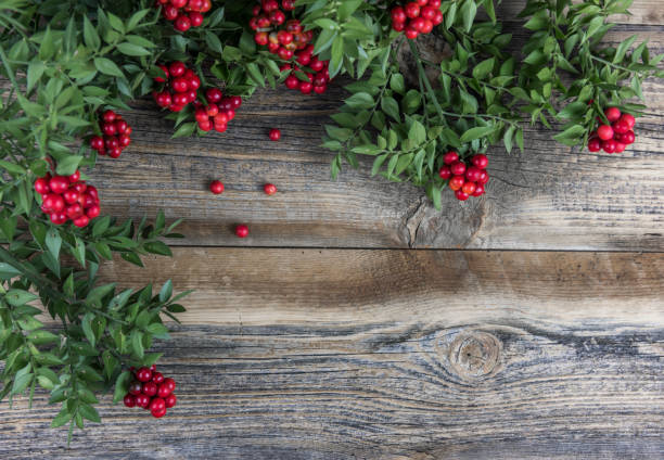 Christmas background with Red Berry Kokina Flower.