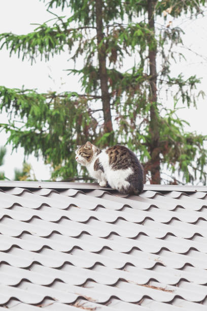 istock Fluffy cat sitting on a modern gray roof 887977582