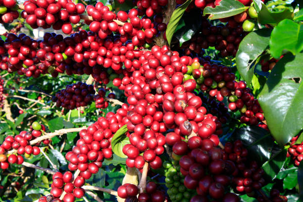 istock Coffee bean on coffee tree in Cafe Plantation 887982402
