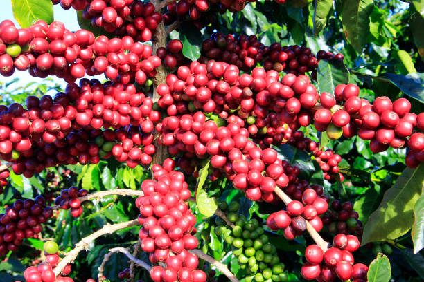 istock Coffee bean on coffee tree in Cafe Plantation 887982418
