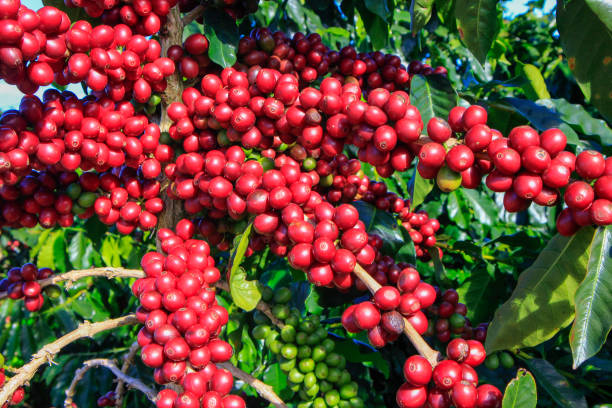 istock Coffee bean on coffee tree in Cafe Plantation 887982456