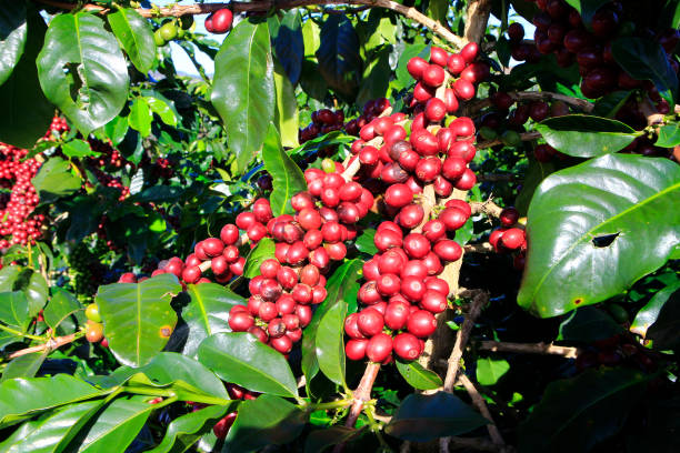 istock Coffee bean on coffee tree in Cafe Plantation 887982468