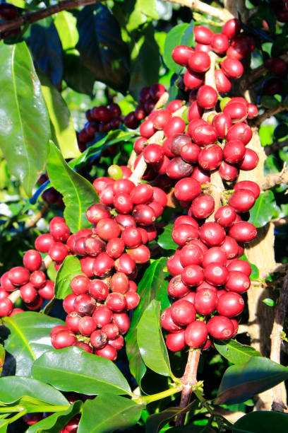 istock Coffee bean on coffee tree in Cafe Plantation 887982504