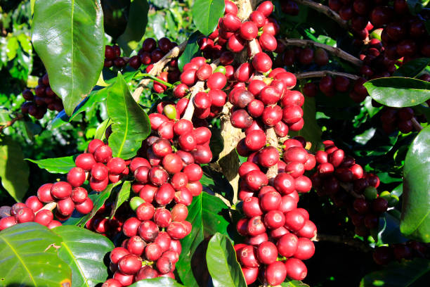 istock Coffee bean on coffee tree in Cafe Plantation 887982542