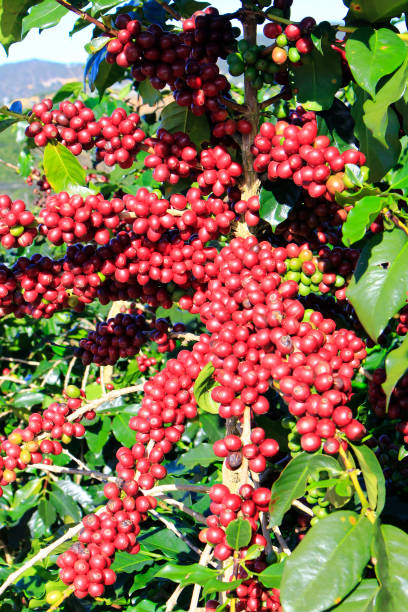 istock Coffee bean on coffee tree in Cafe Plantation 887982578