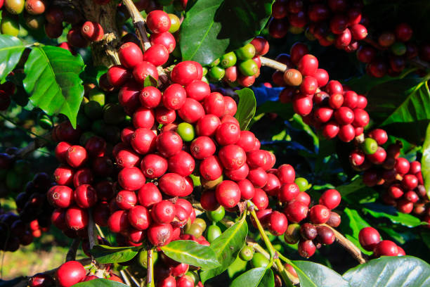 istock Coffee bean on coffee tree in Cafe Plantation 887982606