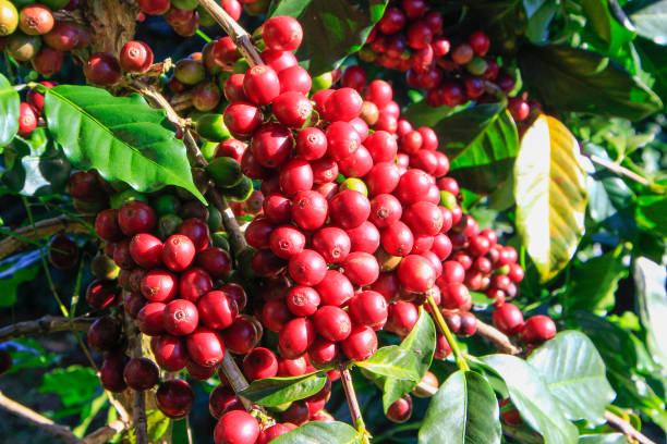istock Coffee bean on coffee tree in Cafe Plantation 887982636