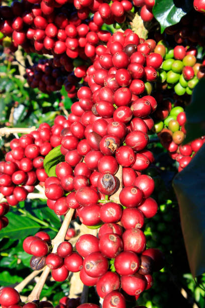 istock Coffee bean on coffee tree in Cafe Plantation 887982710
