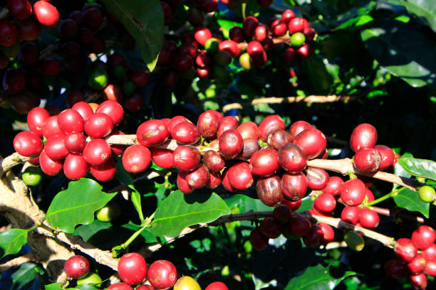 istock Coffee bean on coffee tree in Cafe Plantation 887982898