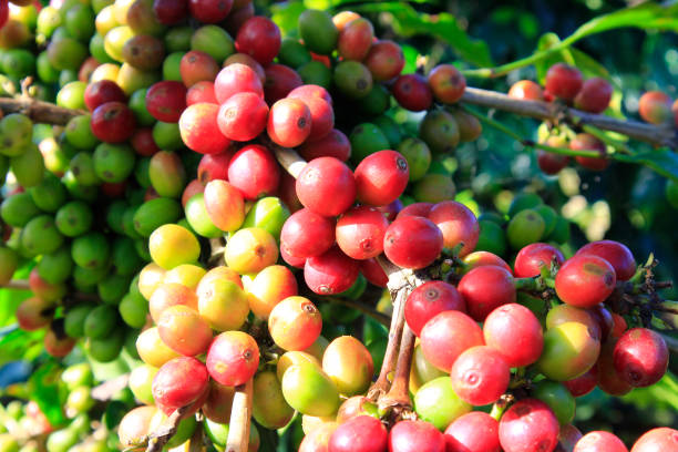 istock Coffee bean on coffee tree in Cafe Plantation 887987548